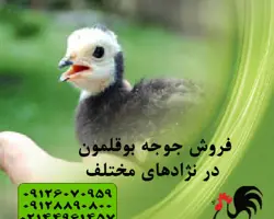 فروش بوقلمون  یک ماهه 