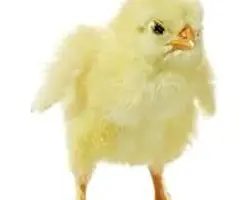 جوجه راس درجه یک از رشت