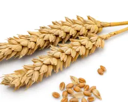 فروش گندم  و جو بذری