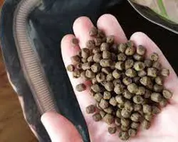 خوراک سیلور ماهی کپور( رشد2)