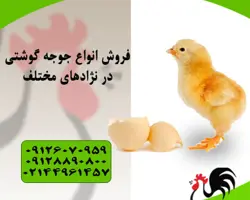 فروش  جوجه یکروزه گوشتی نژاد راس 