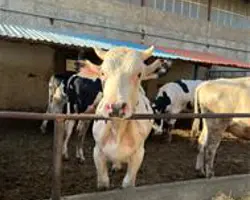 گوساله پرواری 