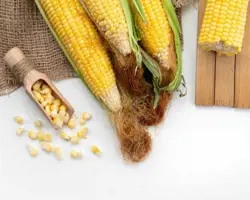 ذرت روس بندرانزلی