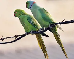 پرنده ملنگو سبز