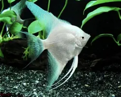ماهی آنجل سفید