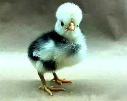 جوجه یک روزه  گلپایگان نژاد کاکلی