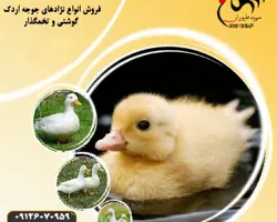 فروش و قیمت جوجه اردک یکروزه و 15 روزه گوشتی