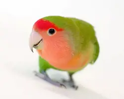 پرنده طوطی کوتوله
