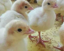 بوقلمون بیوتی6 فوق سنگین
