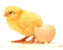 جوجه راس برند 51هفته