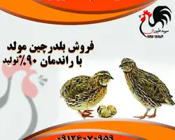  جوجه بلدرچین یکروزه و مولد تخمگذار 