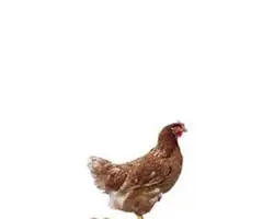 مکمل دو قلو گوشتی سازمان