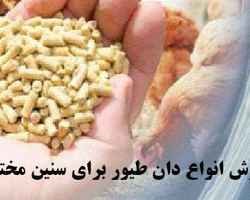 فروش دان جوجه گوشتی _ با کیفیت عالی