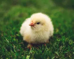 جوجه یکروزه گوشتی ذبیحی