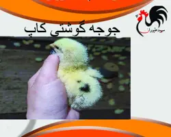 فروش جوجه گوشتی نژاد راس