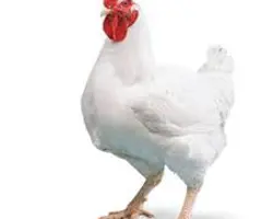 مرغ زنده وزن ۲۱۰۰ نژادراس 