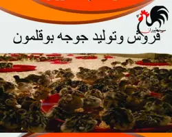 فروش جوجه بوقلمون بیوتی،فروش جوجه بوقلمون برنز