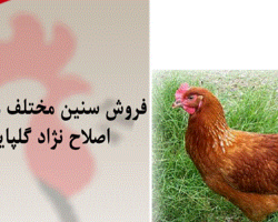 فروش مرغ تخم گذار فروش نیمچه 2و4، 5ماهه تخم گذار بومی(گلپایگانی)