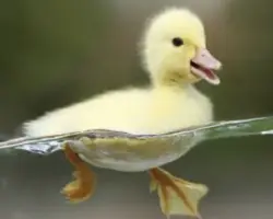 جوجه اردک کال