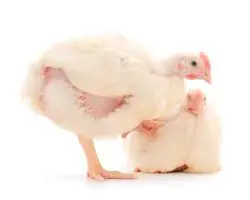 مرغ زنده وزن ۱۶۰۰ اکبر جوجه ای 