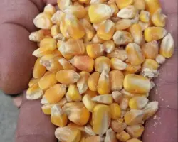 ذرت برزیل