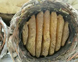 عسل سبد سنتی