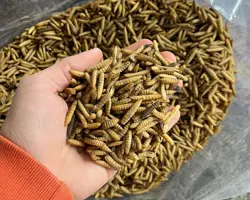 حشره لارو سرباز