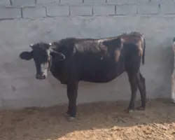 تلیسه  گاو شیری  