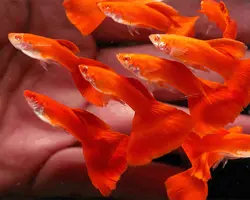 ماهی گوپی فول رد آلبینو 5 سانتیمتر