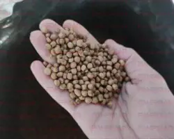  خوراک اکسترود ماهی کپور EXGSFC1(A)cp 30-32