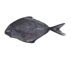 ماهی حلوا سیاه