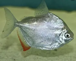 ماهی سیلور دالربزرگ 