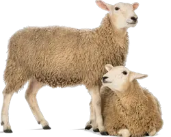 فروش انواع گوسفند زنده
