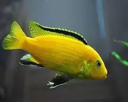 ماهی سیچلاید ماکرو