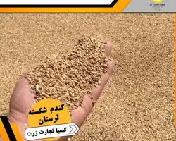 گندم شکسته لرستان 