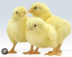 جوجه‌یکروزه کاب 