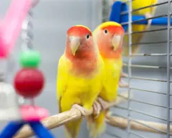 پرنده طوطی صورت هلویی زرد