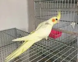 پرنده دوکت لوتینو