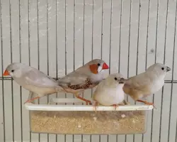 جفت فنچ