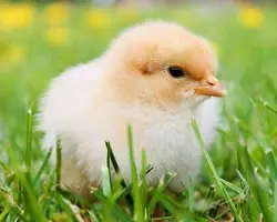 جوجه یکروزه گوشتی راس