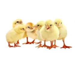 جوجه یک روزه نژاد راس