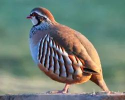 مولدآماده ی  تخم گذاری کبک