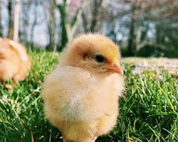 جوجه یکروزه گوشتی آیدا