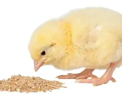 جوجه راس از گلستان