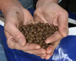 خوراک پرواری ماهی سی بس (SB-310)