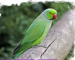 شاه طوطی