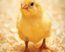 جوجه یکروزه گوشتی آیدا