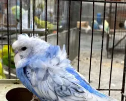 مرغ عشق پروانه ای