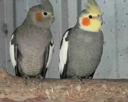 پرنده عروس هلندی طوسی