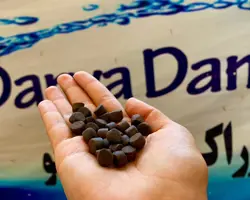 خوراک پرواری ماهی قزل الا (GFT2)